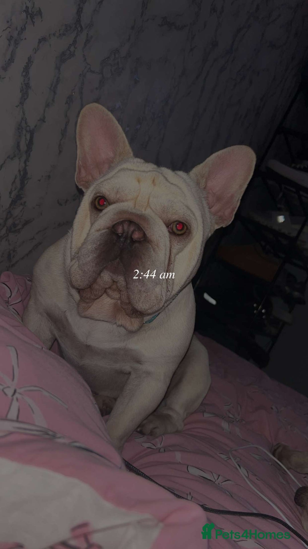 French Bulldog dogs for sale: Male French bulldog  - Image 3
