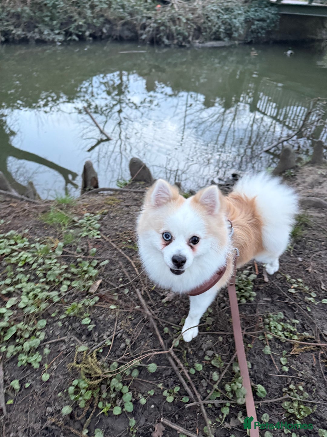 Pomeranian dogs for stud: PomeranianMale for Stud Healthy,Friendly&Ready Now - Advert 9