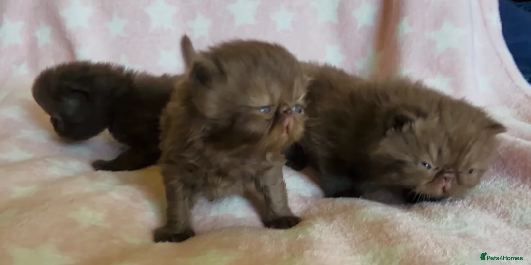 Persian cats for sale: Litter of Persian & Exotic Kittens Available  - Advert 2