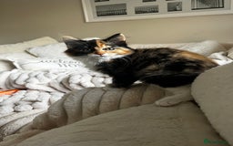 Ragcoon cats for sale: Beautiful ragcoon kittens - Image 20