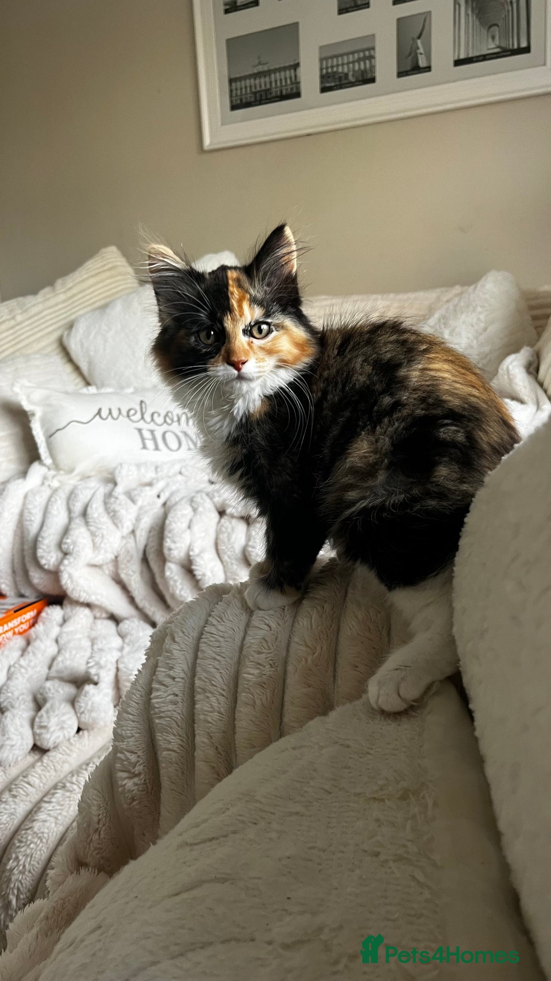 Ragcoon cats for sale: Beautiful ragcoon kittens - Image 20