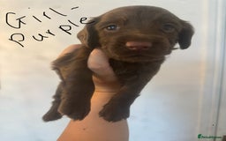 Cocker Spaniel dogs for sale: Cocker Spaniel Puppies - Image 5