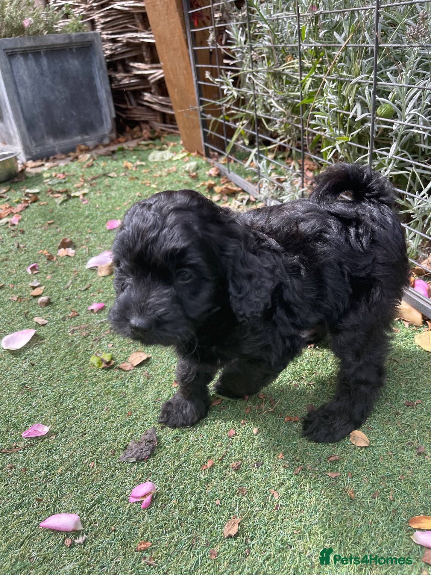 Cockapoo dogs F1 cockapoo curly black boy - Advert 4