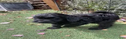 Cockapoo dogs for sale: F1 cockapoo curly black boy - Advert 9