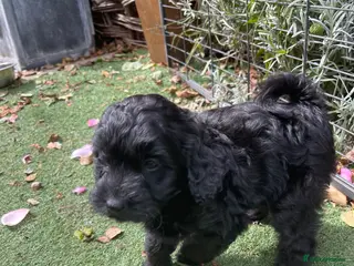Cockapoo dogs F1 cockapoo curly black boy - Advert 4