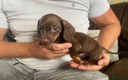 Miniature Dachshund dogs for sale: miniature dachshund  - Image 9