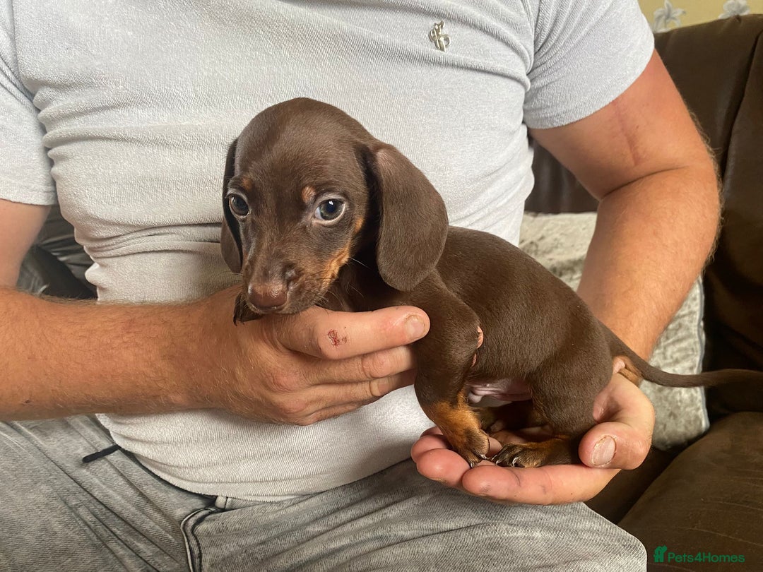 Miniature Dachshund dogs for sale: miniature dachshund  - Image 9
