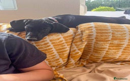 Mixed Breed dogs for adoption: Sweet Little Sprout - Image 4