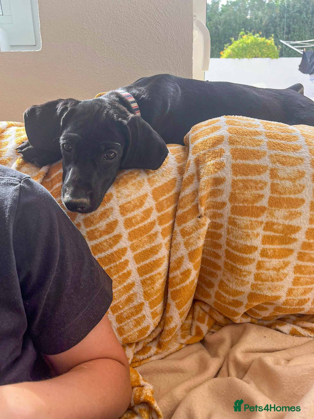 Mixed Breed dogs for adoption: Sweet Little Sprout - Image 4