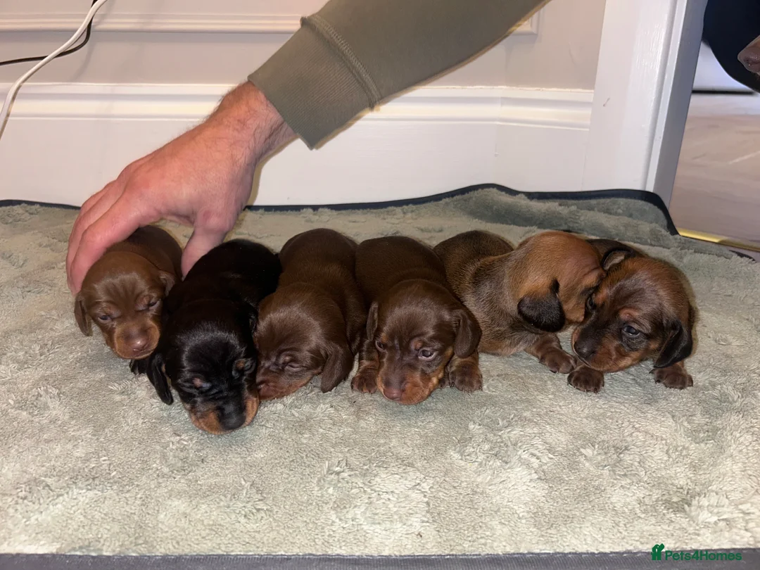 Miniature Dachshund dogs for sale: Miniature dachshund  - Advert 11