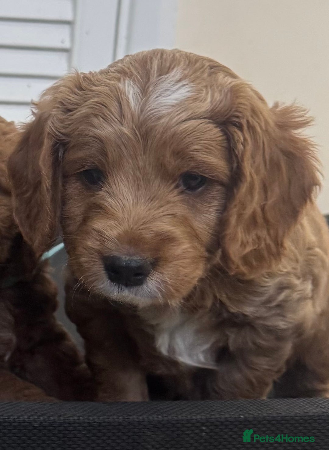 Cockapoo dogs for sale: Beautiful Fully health checked ready 22/09/2025 - Image 7