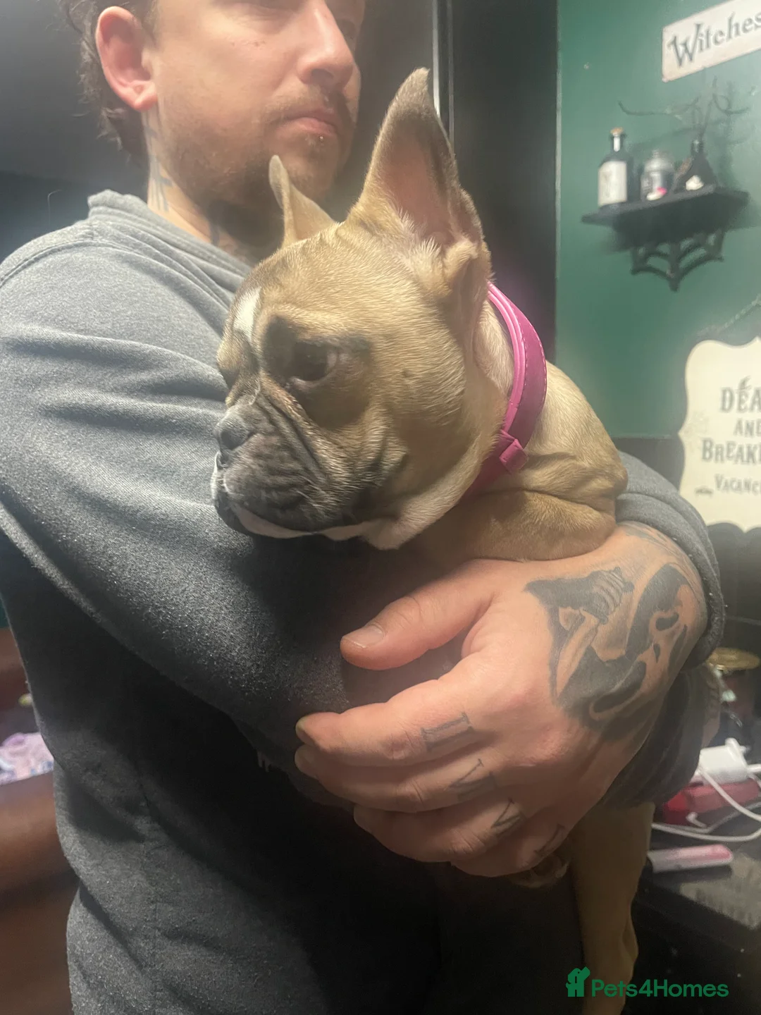 French Bulldog dogs for sale: Gorgeous Girl - Advert 3