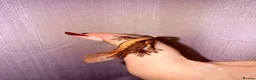 Gecko reptiles for sale: Crested Gecko Babies - Advert 18