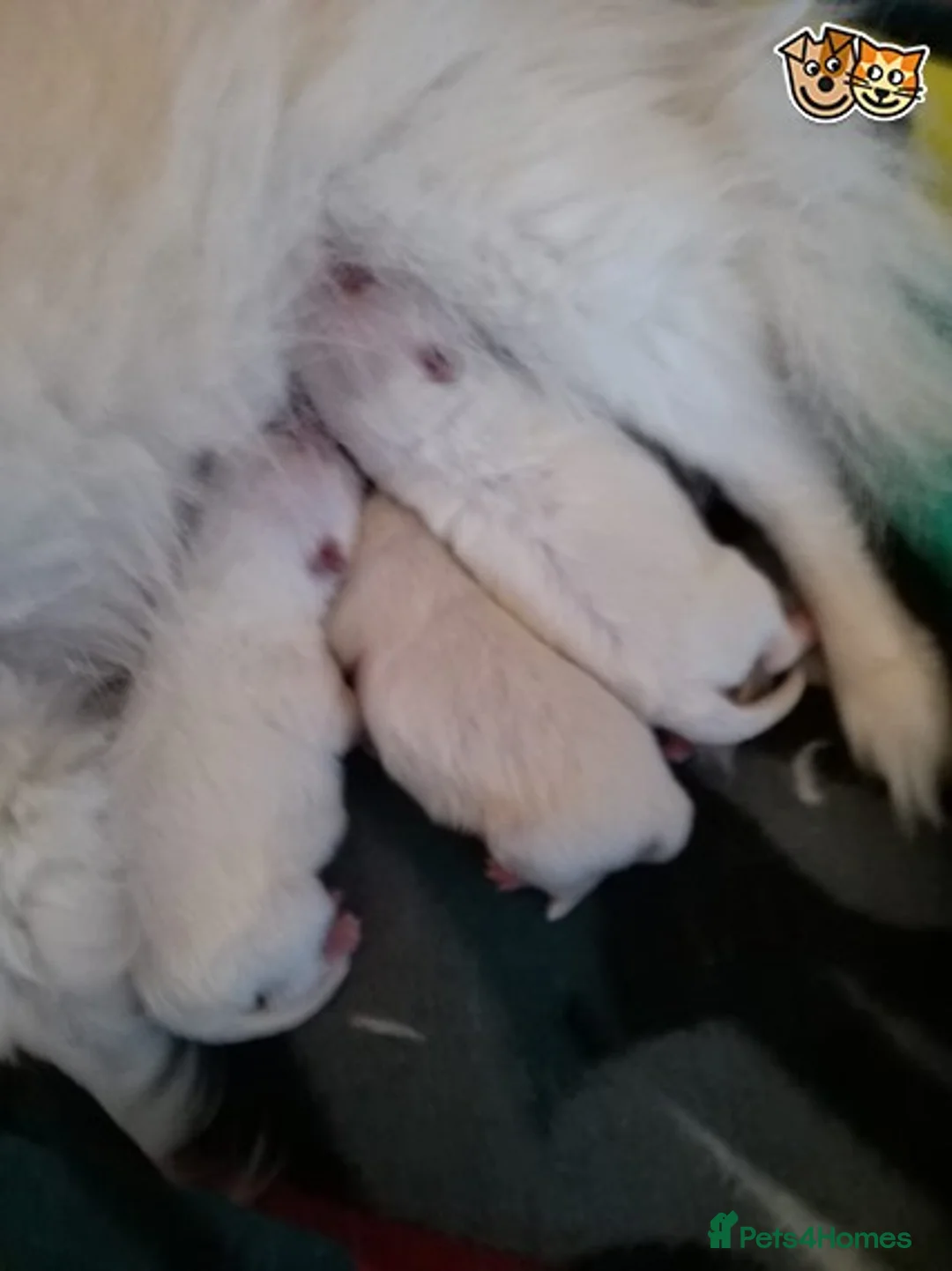 Chihuahua dogs for stud: Best stud around Champions in every generation  in Coventry - Advert 5