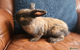 Mixed Breed rabbits for sale: Rabbit for sale - Image 1