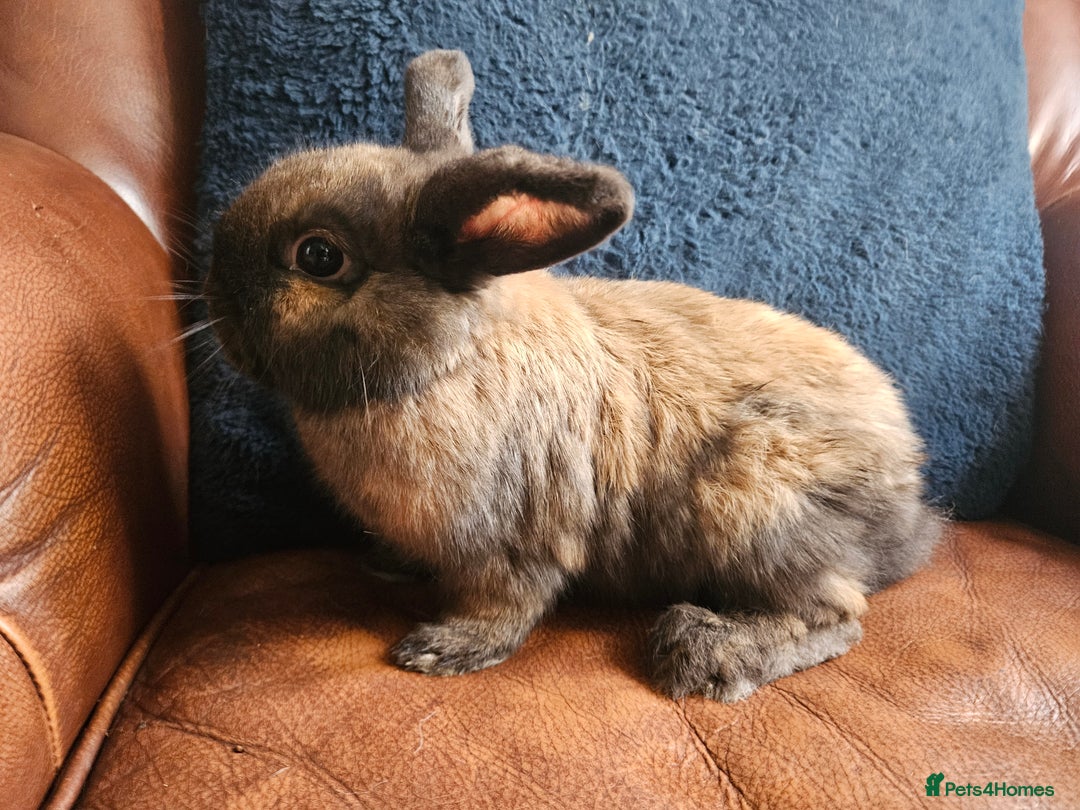 Mixed Breed rabbits for sale: Rabbit for sale - Image 1