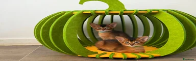 Abyssinian 1