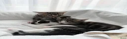 Domestic Shorthair cats for sale: 5 beautiful kittens ready for homes, from 21st Nov in Bridgwater - Advert 21