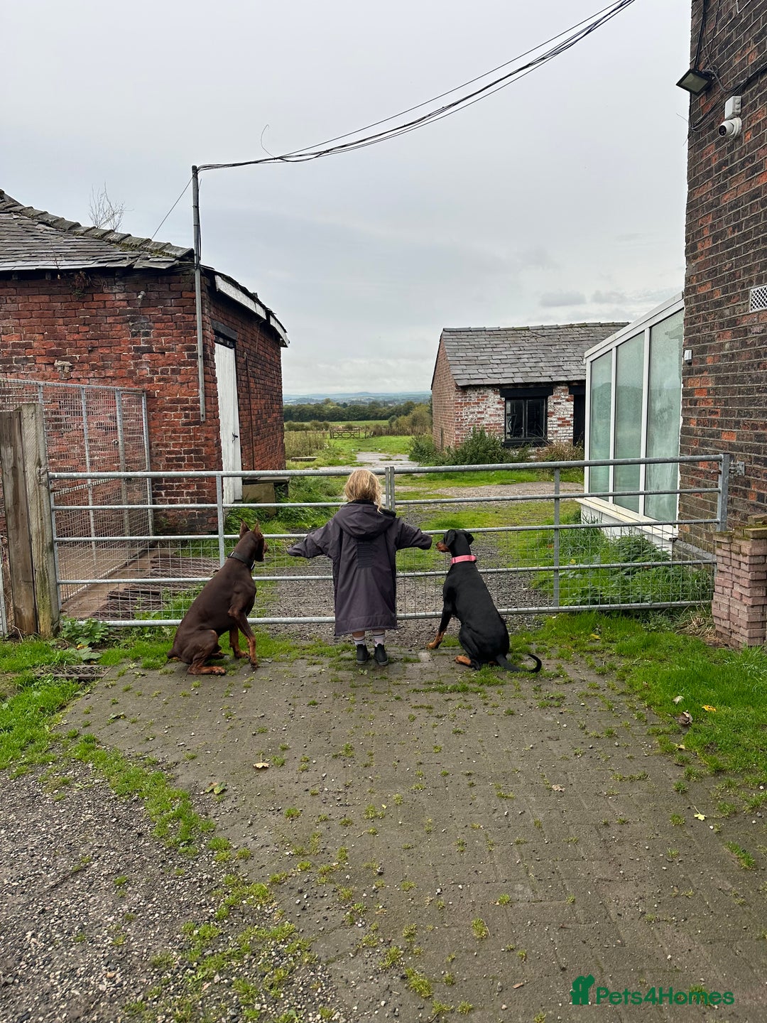 Dobermann dogs for sale: OUSTANDING DOBERMAN PUPS - READY MID FEB - Advert 8