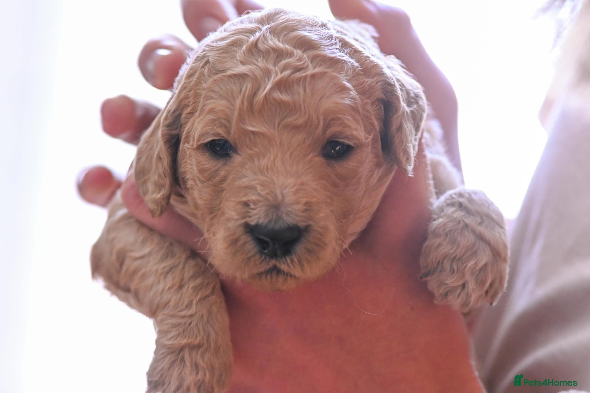 Double Doodle dogs for sale: Beautiful double/golden doodles from family pet - Advert 7