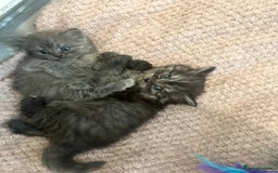 Persian cats for sale: Persian x British shorthair  - Image 2