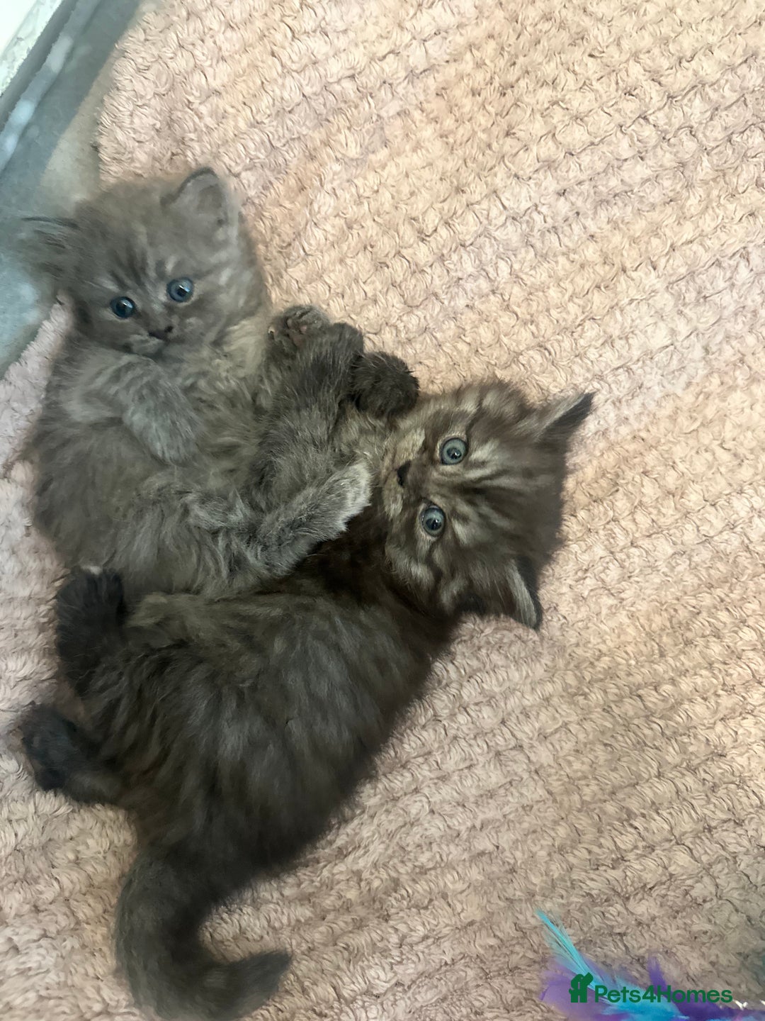 Persian cats for sale: Persian x British shorthair  - Image 2