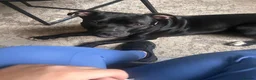 Mixed Breed dogs for sale: Male Staff in Middlesbrough - Advert 2