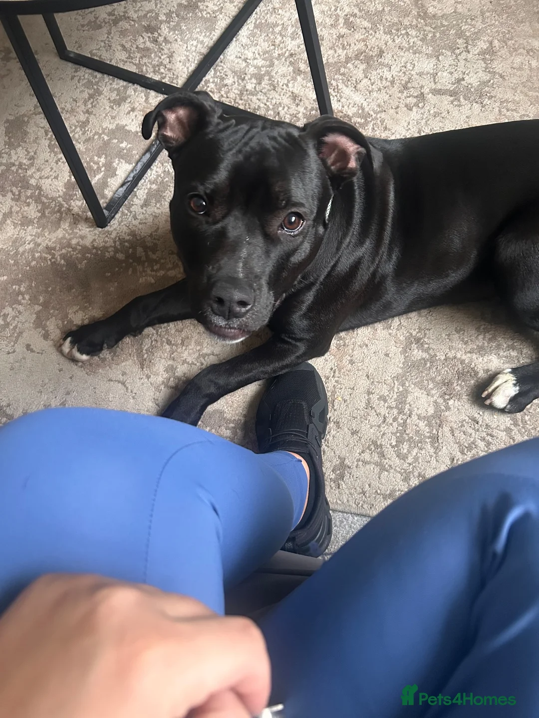 Mixed Breed dogs for sale: Male Staff in Middlesbrough - Advert 2