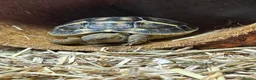 Tortoise reptiles for sale: Dwarf western hermann tortiose in Portsmouth - Advert 3