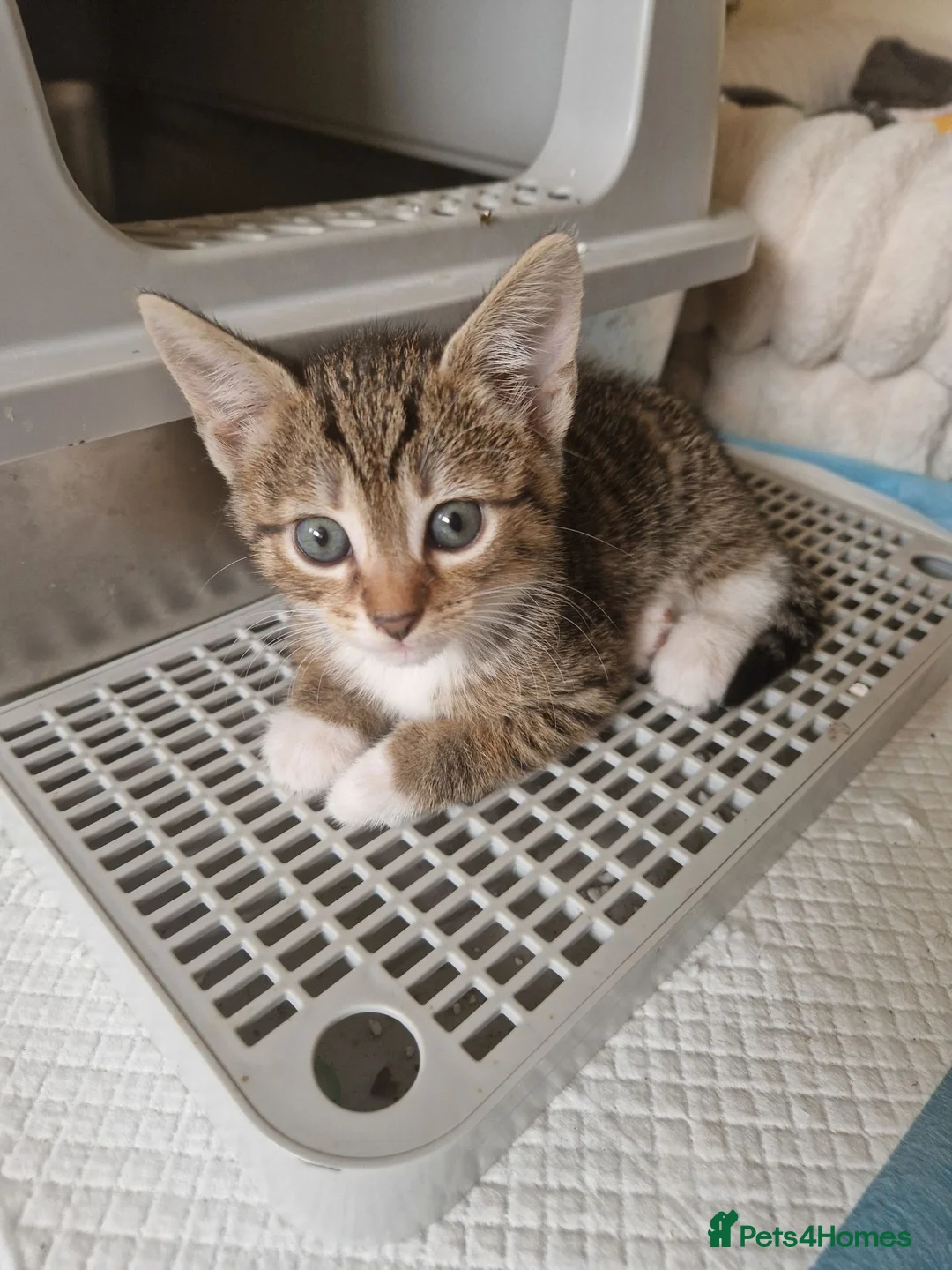 Mixed Breed cats for sale: 5 healthy kittens in Braintree - Advert 2