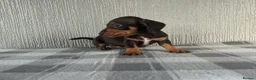Jackshund dogs for sale: Beautiful jackshund puppies  in Cambridge - Advert 10