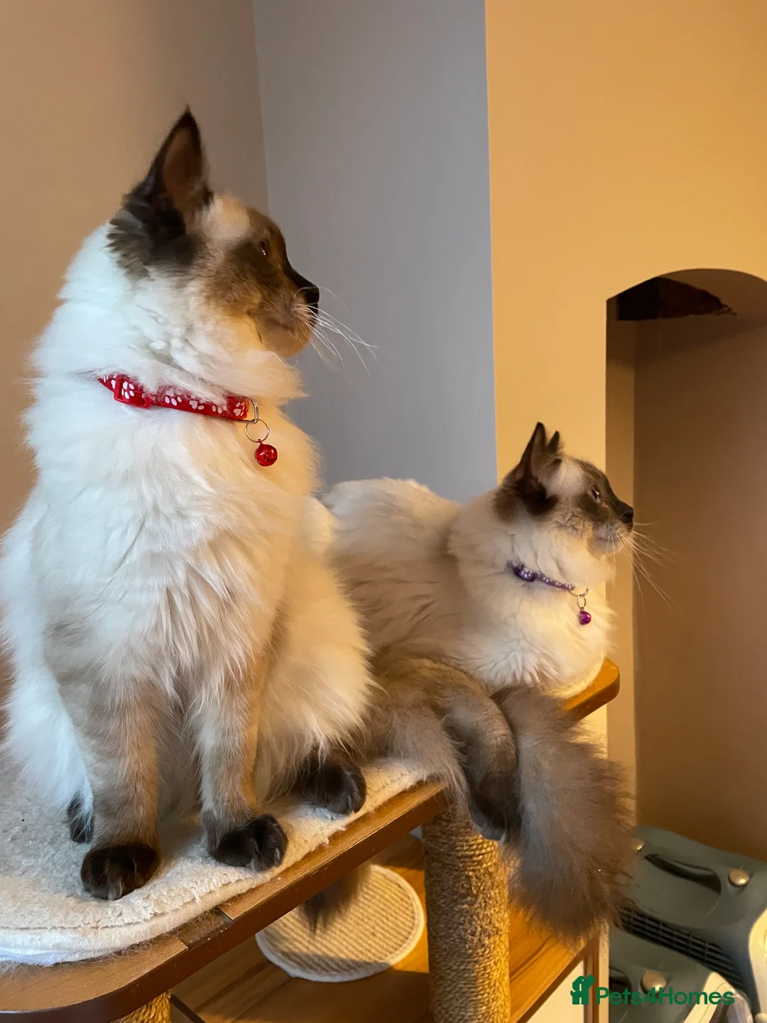 Ragdoll cats for sale: Beautiful Ragdoll boys - Advert 13