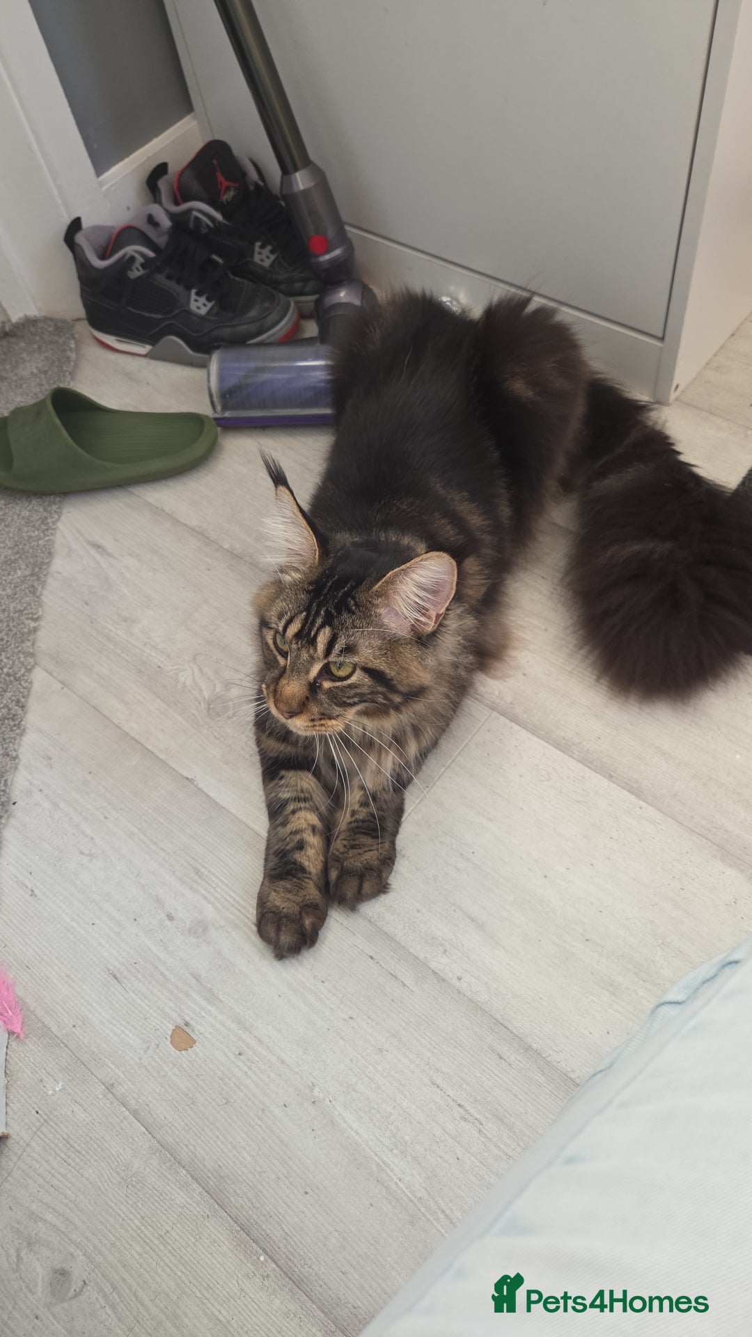 Maine Coon cats for sale: XL Russian Maine Coon Male - Advert 4