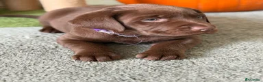 Labrador Retriever 3
