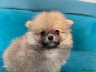 Pomeranian dogs Last KC girl and boy left,ready to leave Monday! - Advert 4