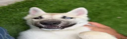 Huskita dogs for sale: Luna husky  - Advert 2