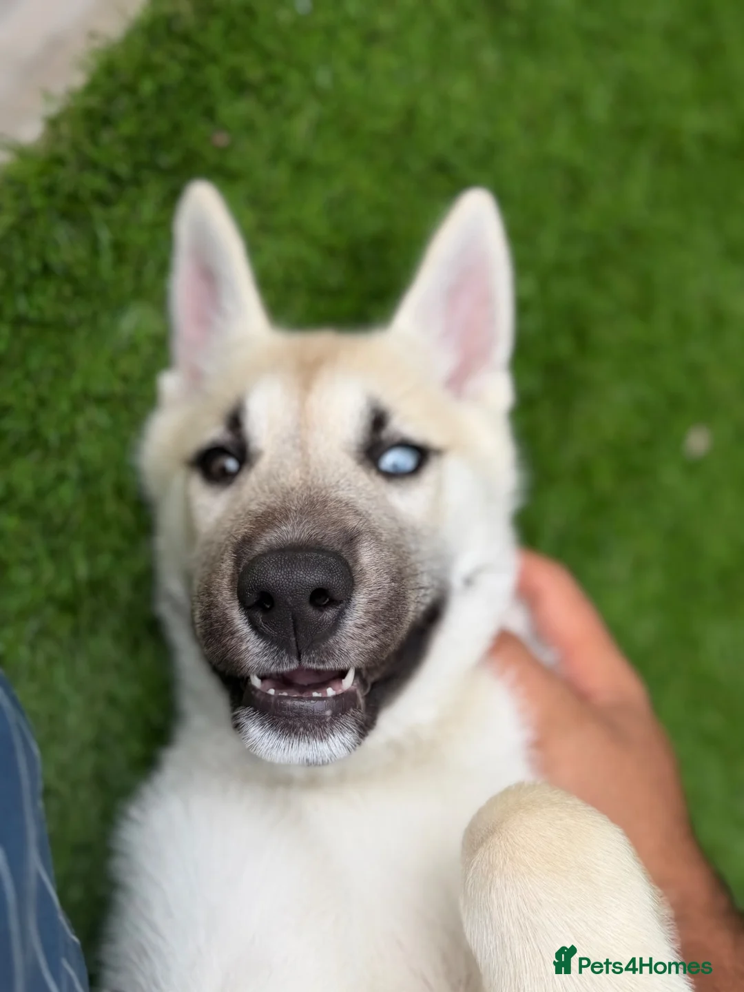 Huskita dogs for sale: Luna husky  - Advert 2