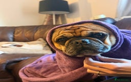 Pug dogs for stud: For Stud - Apricot Fawn Pug Benson. - Image 16