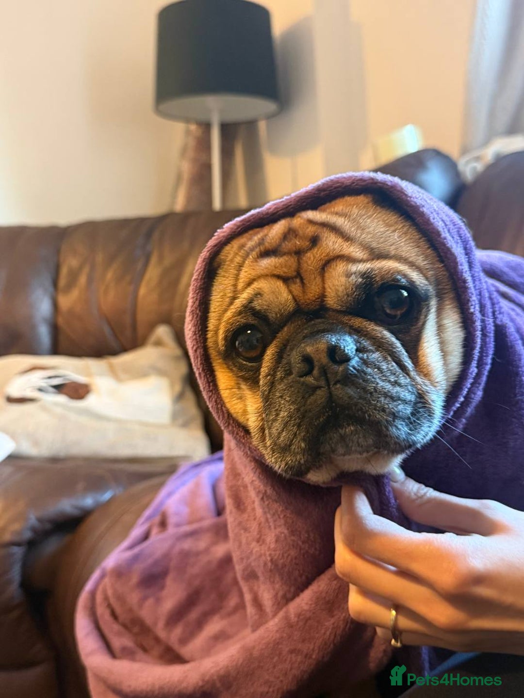 Pug dogs for stud: For Stud - Apricot Fawn Pug Benson. - Image 16