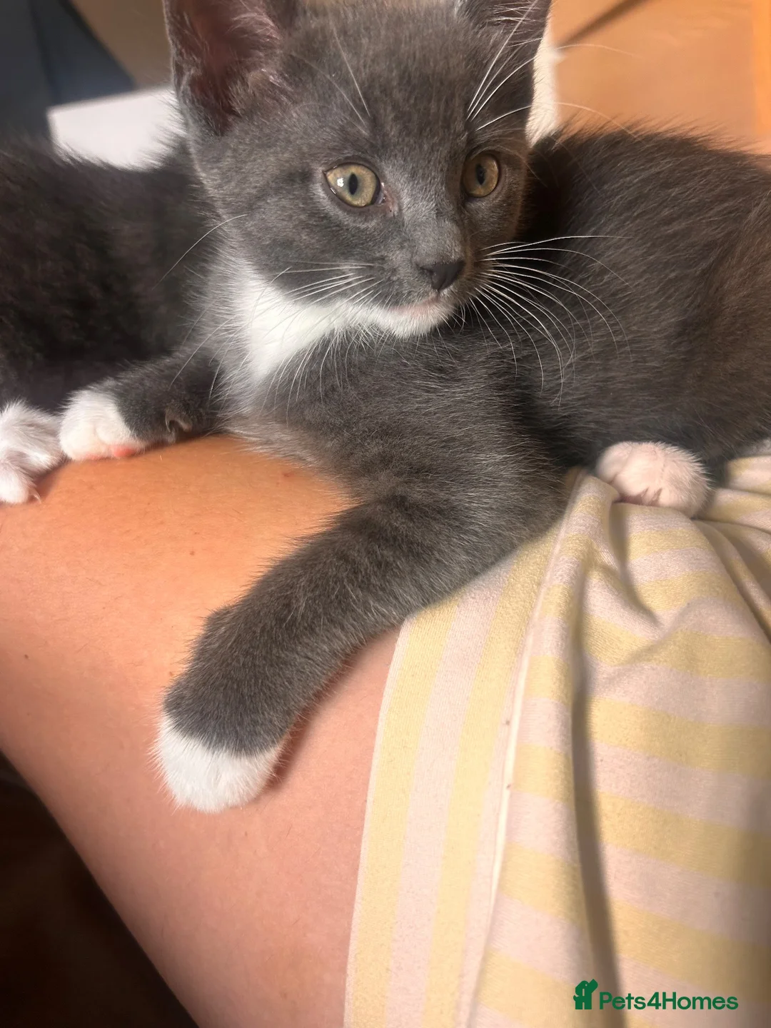 Mixed Breed cats for sale: Female kitten  - Advert 2