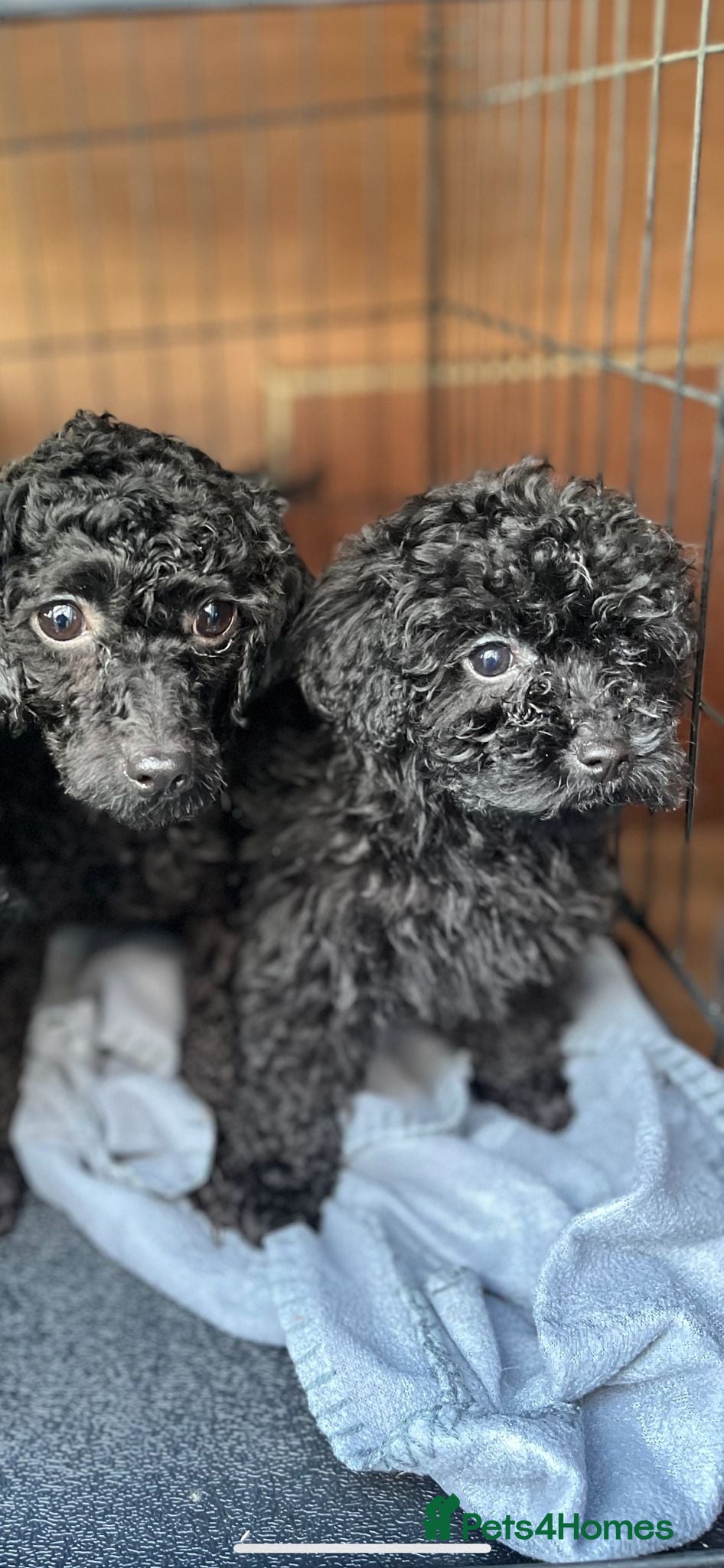 Toy Poodle dogs Last boy  - Advert 5