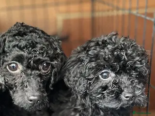 Toy Poodle dogs Last boy - Advert 5