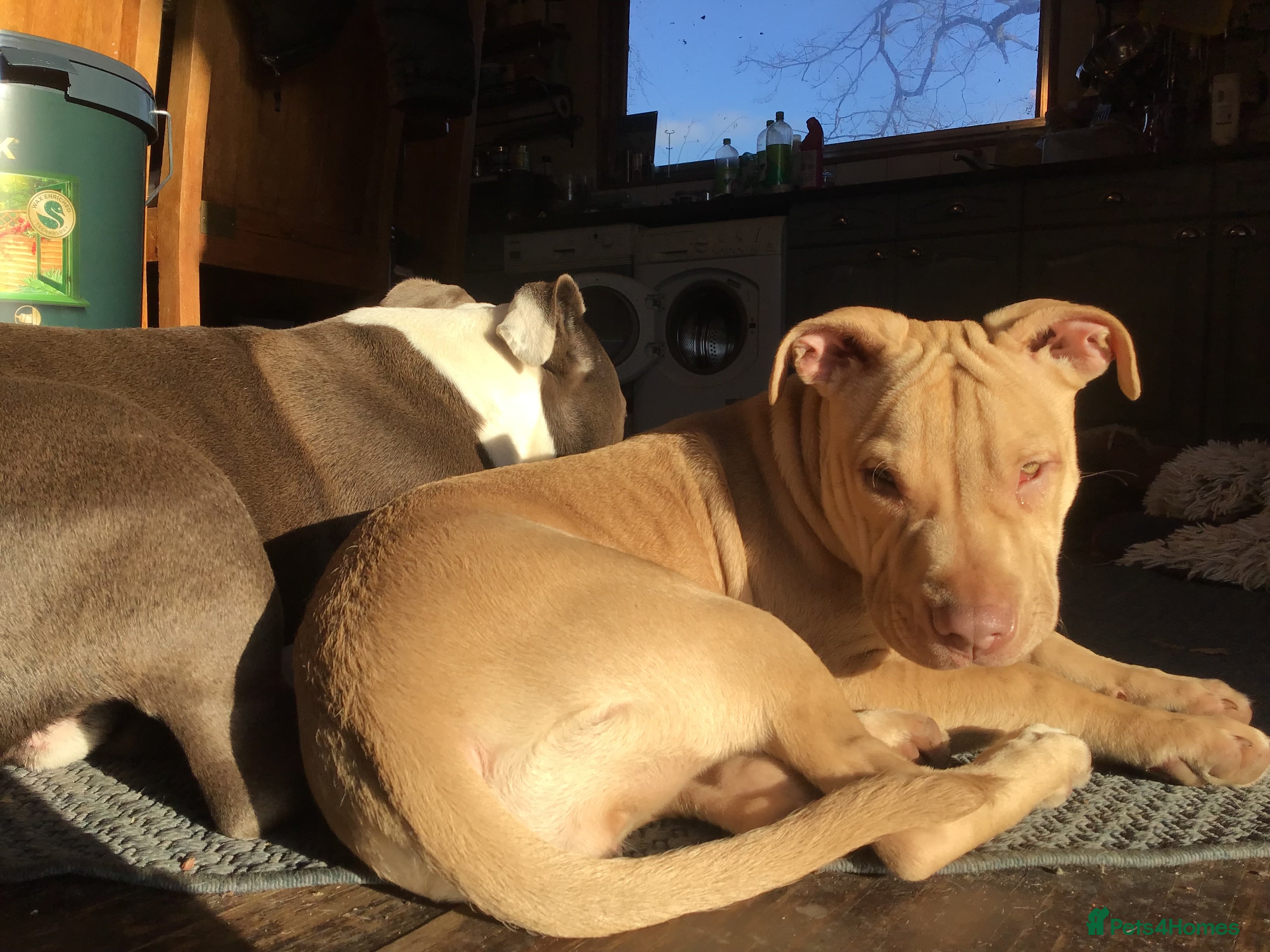 Mixed Breed dogs Staffy mastiff x bulldog bully - Advert 1