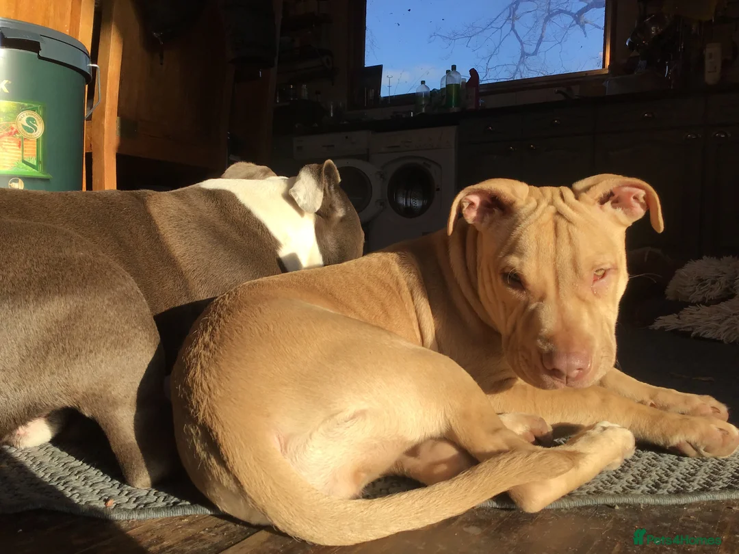 Mixed Breed dogs for sale: Staffy mastiff x bulldog bully - Advert 1