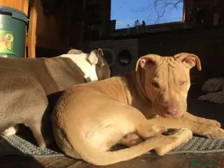 Mixed Breed dogs Staffy mastiff x bulldog bully - Advert 1