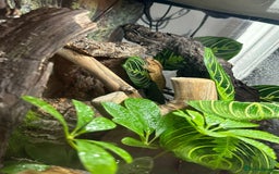 Gecko reptiles for sale: Male Crested Gecko & Bioactive Terrarium  - Image 6