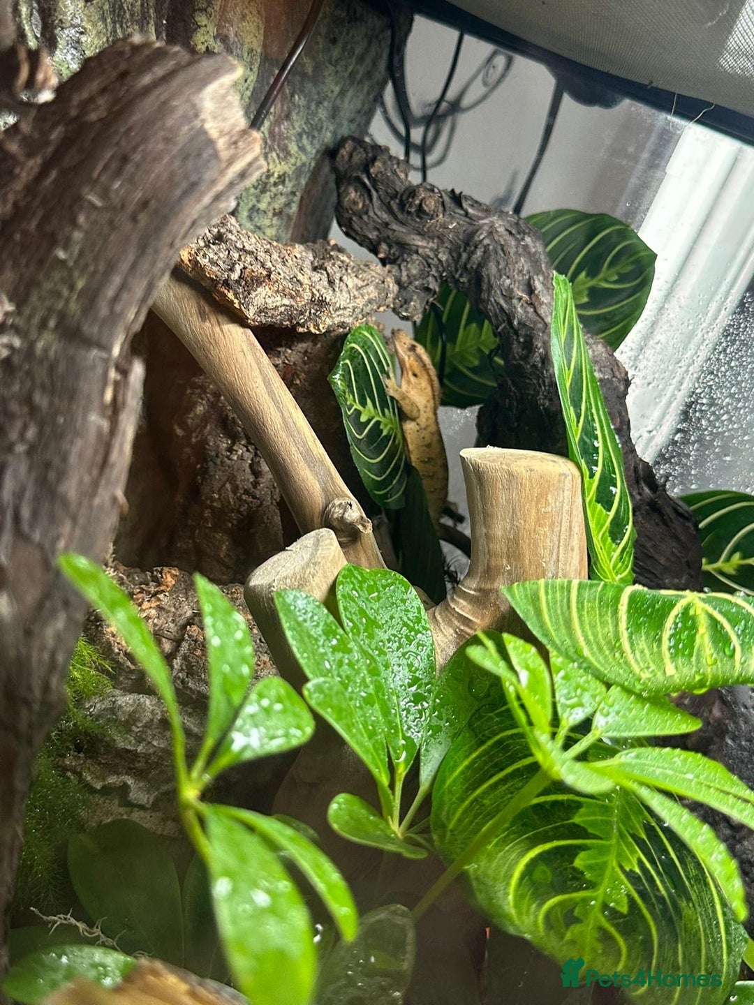 Gecko reptiles for sale: Male Crested Gecko & Bioactive Terrarium  - Image 6