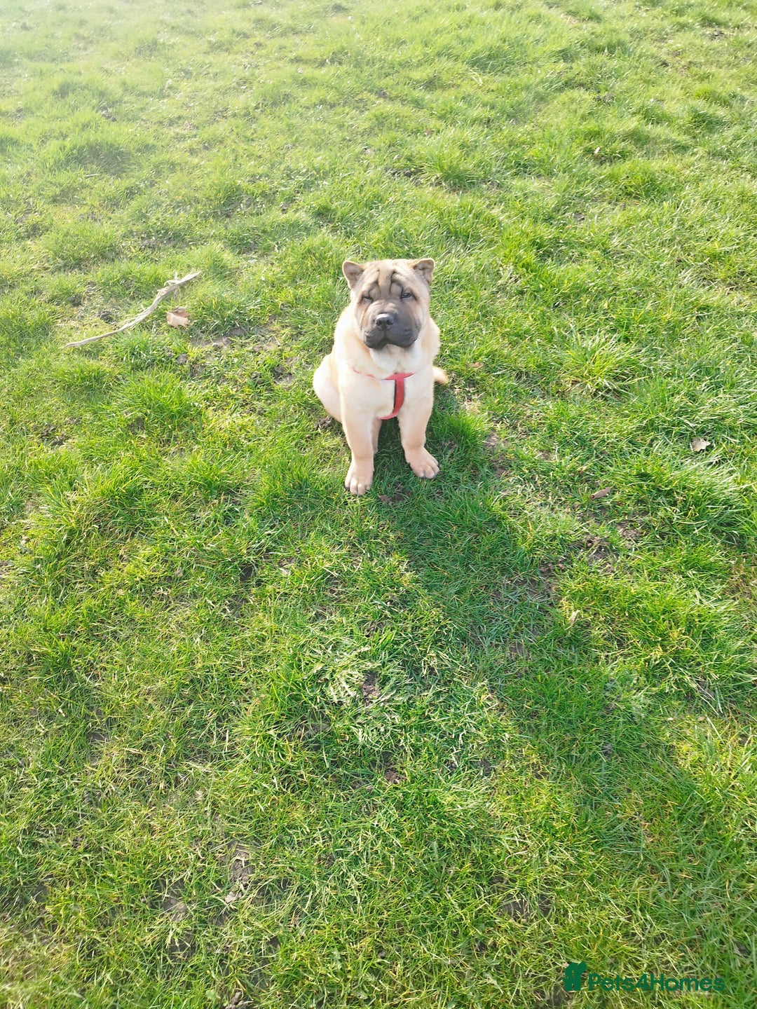 Mixed Breed dogs for sale: For sale Chow-Pey - Image 6