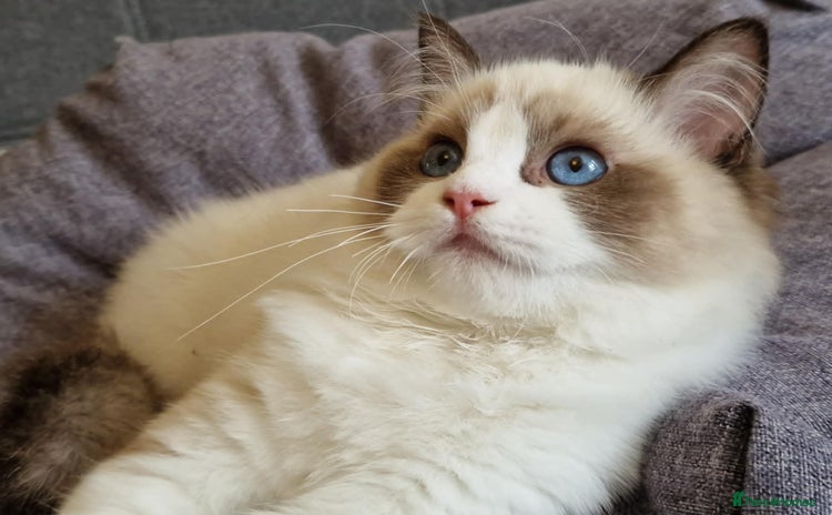 Ragdoll cats - Advert 8