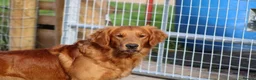 Golden Retriever dogs for stud: EXTENSIVELY health tested with excellent results! in Newark - Advert 10